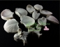 Preview: Moth Orchid Petals and Throat Veiner Set By Simply Nature Botanically Correct Products®
